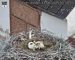 Capi_Dubne_20250611_051003.jpg
