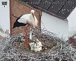 Capi_Dubne_20250611_052502.jpg