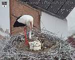 Capi_Dubne_20250611_053004.jpg