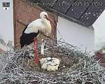 Capi_Dubne_20250611_053502.jpg