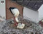 Capi_Dubne_20250611_054004.jpg