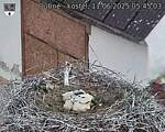 Capi_Dubne_20250611_054503.jpg