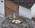 Capi_Dubne_20250611_055003.jpg