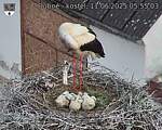 Capi_Dubne_20250611_055503.jpg