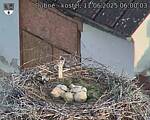Capi_Dubne_20250611_060003.jpg