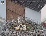 Capi_Dubne_20250611_060503.jpg