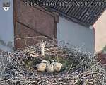 Capi_Dubne_20250611_061503.jpg