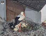 Capi_Dubne_20250611_065504.jpg