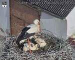 Capi_Dubne_20250611_070003.jpg