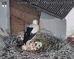 Capi_Dubne_20250611_070504.jpg