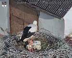 Capi_Dubne_20250611_071003.jpg