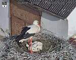 Capi_Dubne_20250611_072503.jpg