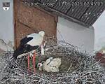 Capi_Dubne_20250611_074503.jpg