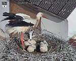 Capi_Dubne_20250611_075003.jpg