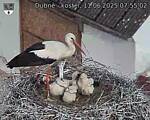 Capi_Dubne_20250611_075502.jpg