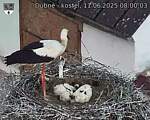 Capi_Dubne_20250611_080003.jpg
