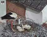 Capi_Dubne_20250611_080502.jpg