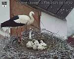 Capi_Dubne_20250611_081002.jpg