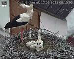 Capi_Dubne_20250611_081503.jpg