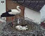 Capi_Dubne_20250611_082002.jpg