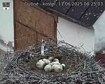 Capi_Dubne_20250611_082503.jpg