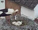 Capi_Dubne_20250611_083002.jpg