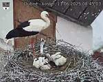 Capi_Dubne_20250611_084503.jpg