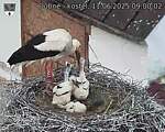 Capi_Dubne_20250611_090002.jpg