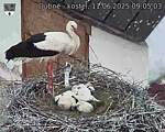 Capi_Dubne_20250611_090503.jpg