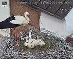 Capi_Dubne_20250611_091003.jpg