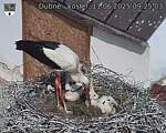 Capi_Dubne_20250611_092503.jpg