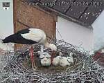 Capi_Dubne_20250611_093002.jpg