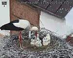 Capi_Dubne_20250611_093503.jpg