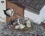Capi_Dubne_20250611_095003.jpg