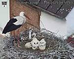 Capi_Dubne_20250611_095503.jpg