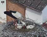 Capi_Dubne_20250611_100003.jpg