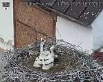 Capi_Dubne_20250611_100502.jpg