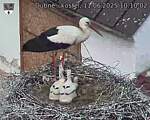 Capi_Dubne_20250611_101002.jpg