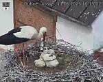 Capi_Dubne_20250611_101502.jpg