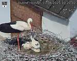 Capi_Dubne_20250611_102002.jpg