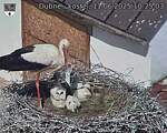 Capi_Dubne_20250611_102503.jpg