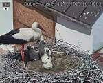 Capi_Dubne_20250611_103003.jpg