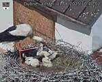 Capi_Dubne_20250611_104002.jpg