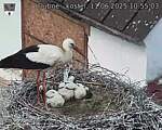 Capi_Dubne_20250611_105503.jpg