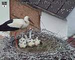 Capi_Dubne_20250611_110003.jpg