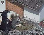 Capi_Dubne_20250611_110503.jpg