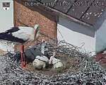 Capi_Dubne_20250611_111504.jpg