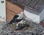 Capi_Dubne_20250611_112002.jpg