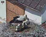 Capi_Dubne_20250611_112503.jpg