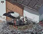 Capi_Dubne_20250611_114003.jpg